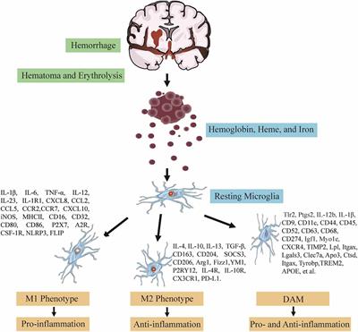 Neuroinflammation of microglia polarization in intracerebral hemorrhage and its potential targets for intervention